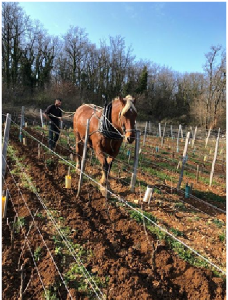 Bourgogne Rouge Les Crays 2020 - Julien Guillot - Marée Haute