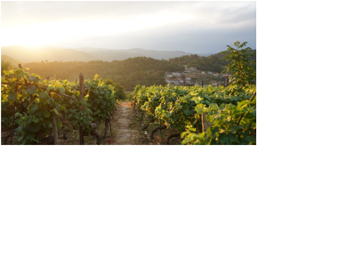 Gutier Seijo MIX Tinto 2020